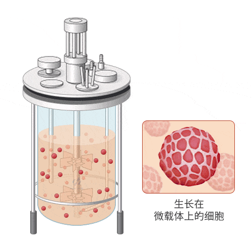 生长在微载体上的细胞