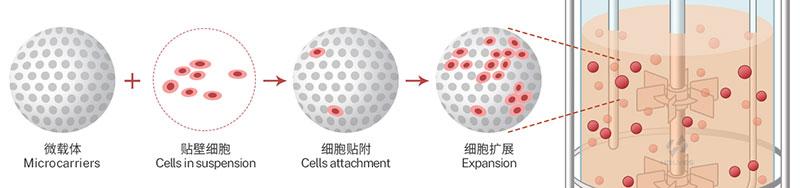 微载体吸附过程